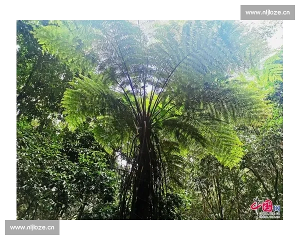 哀牢山生态保护与生物多样性研究：探索人与自然和谐共生的路径